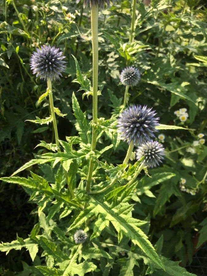 Cardo dei Balcani 2