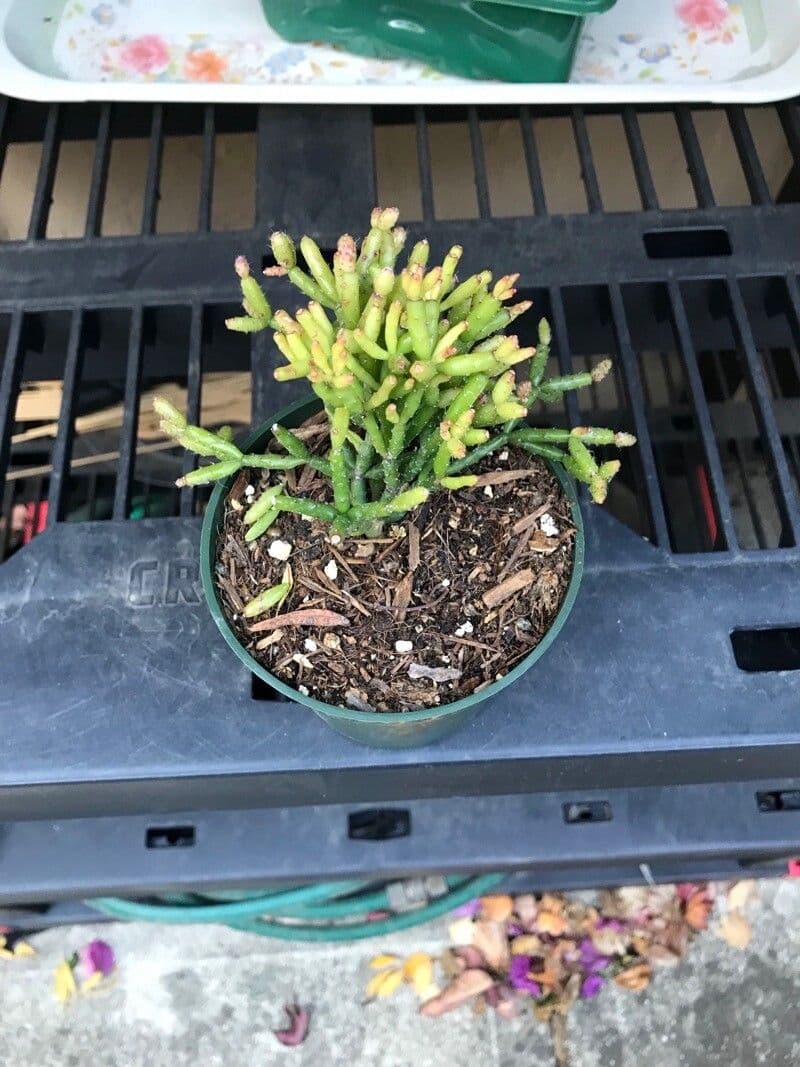 Cactus corail 18