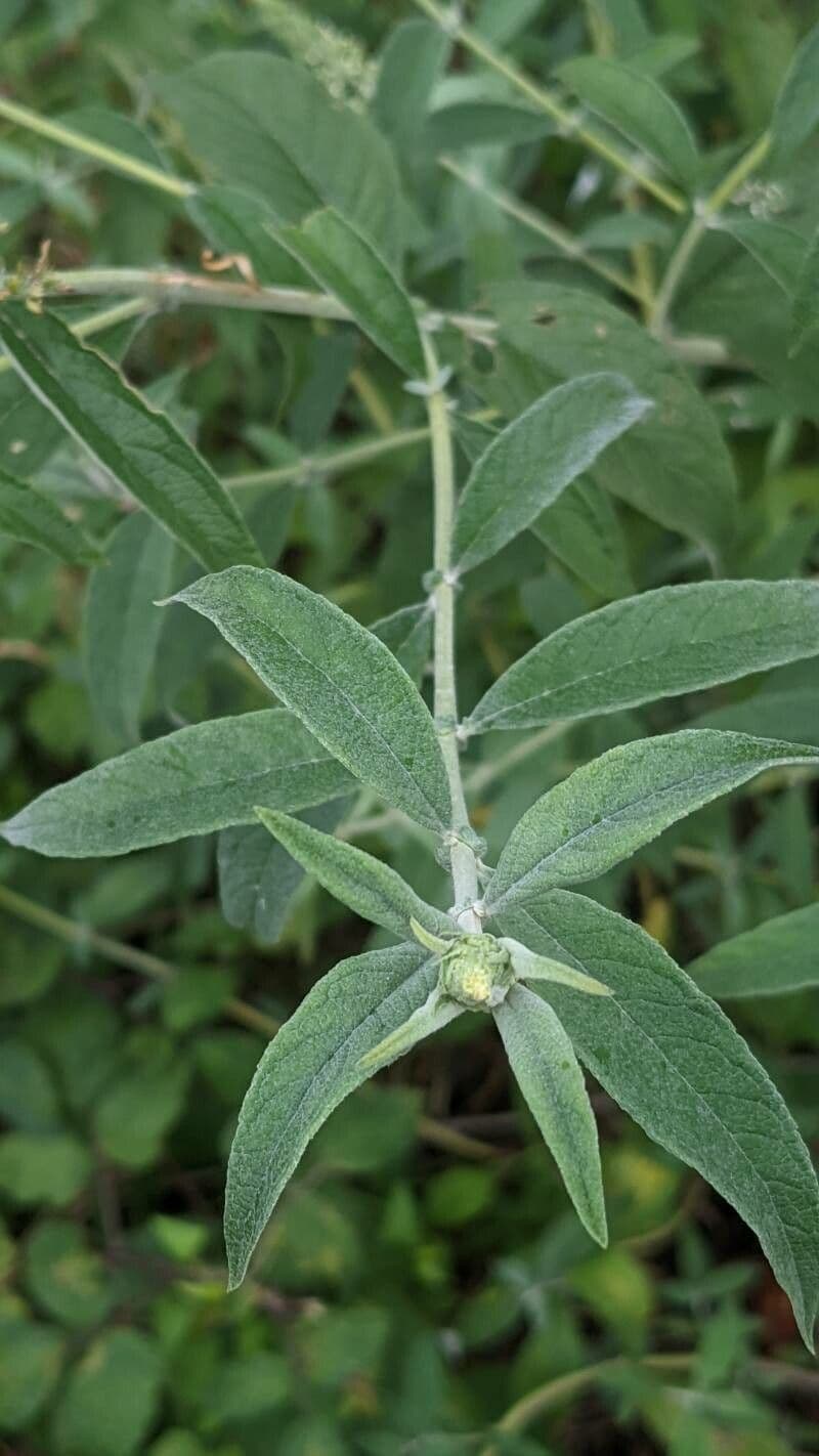 Buddleja 8