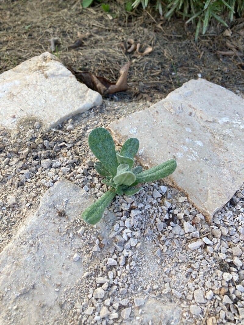Pseudognaphalium stramineum 15