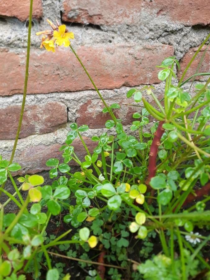 Acetosa tuberosa 7