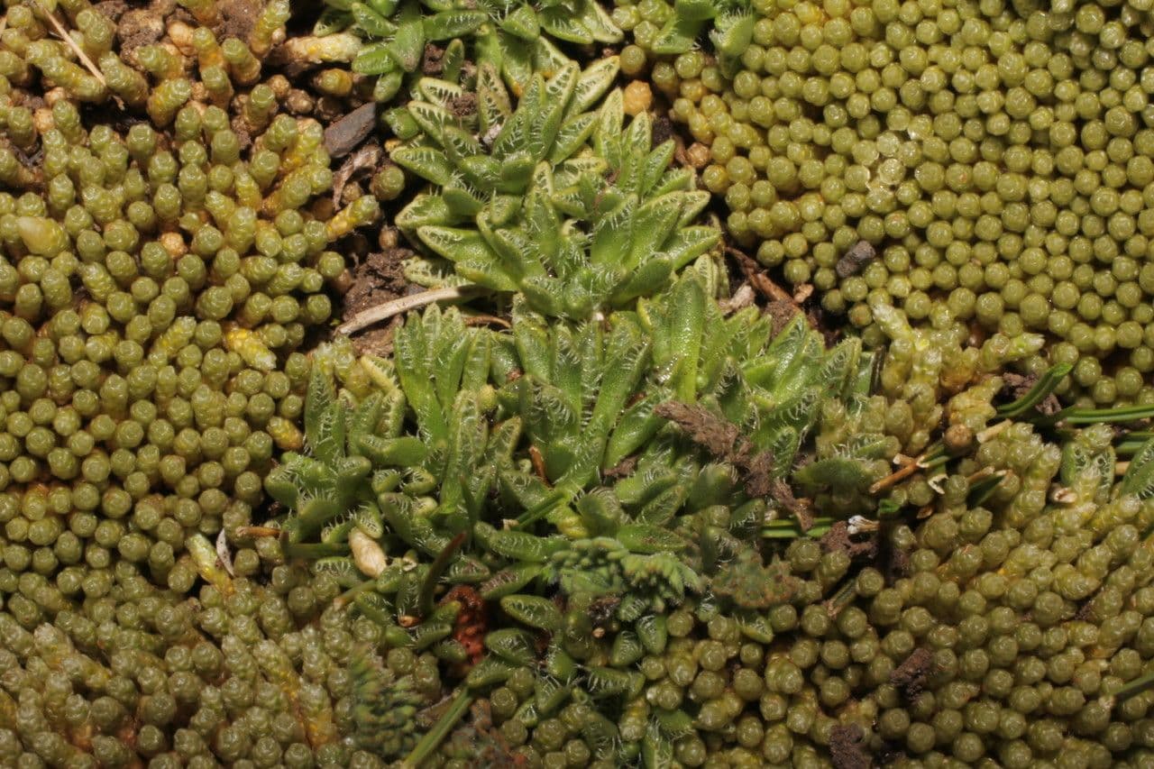Werneria 9
