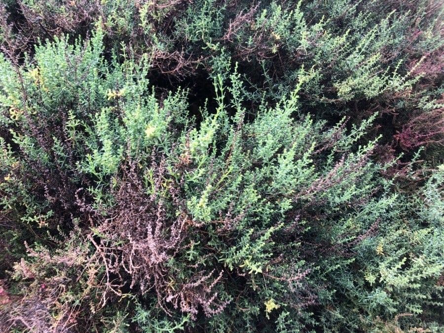 Salsola oppositifolia 15
