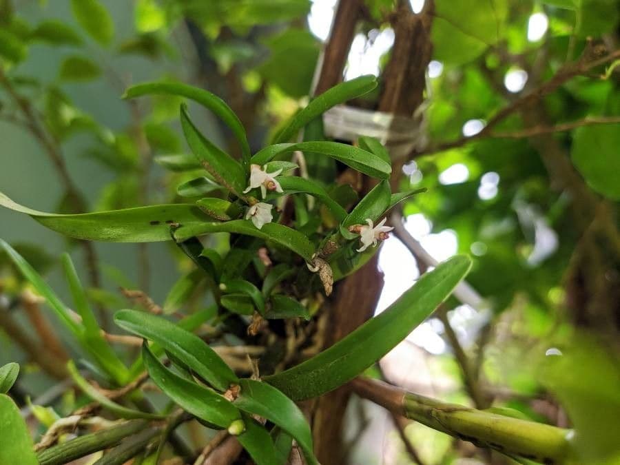Scaphyglottis 4