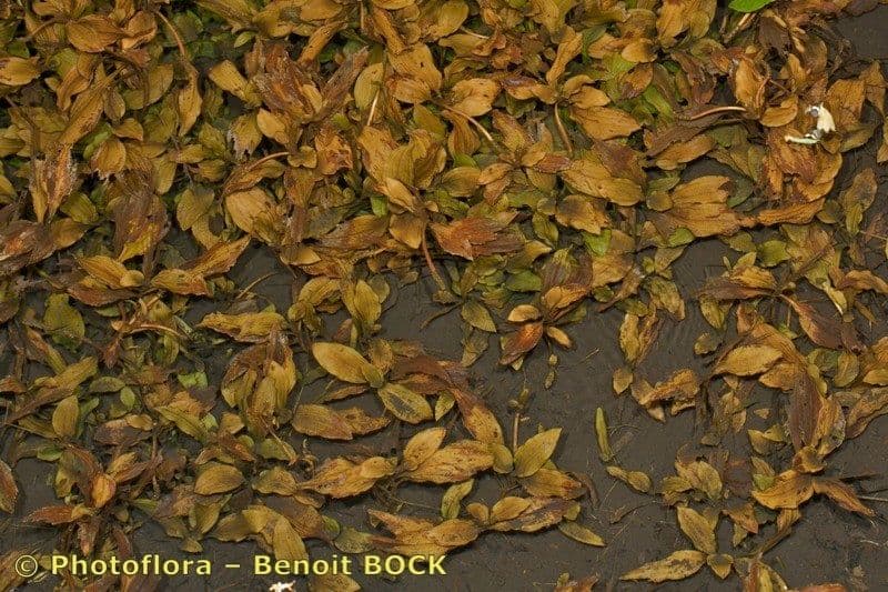 Bohylda barevná 13