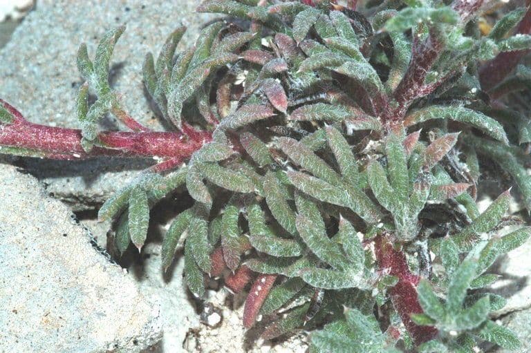 Ipomopsis congesta 12