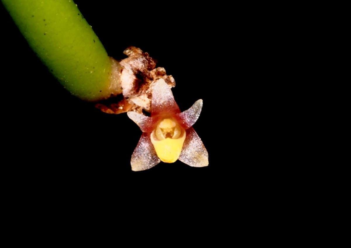 Ceratostylis 3