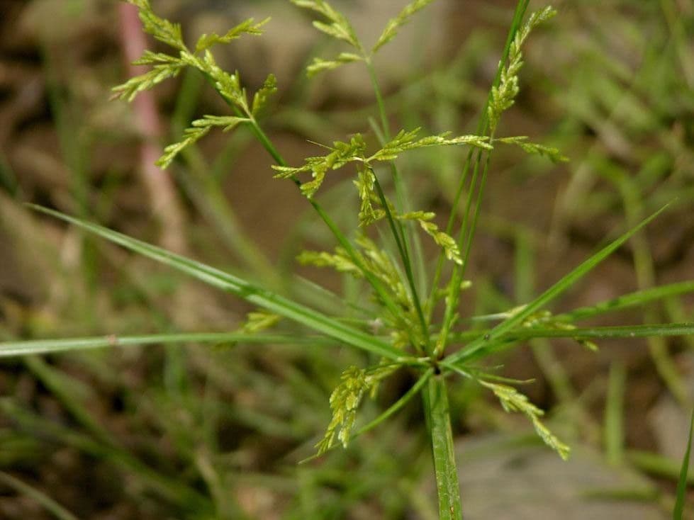 Šáchor jednovicatý 14