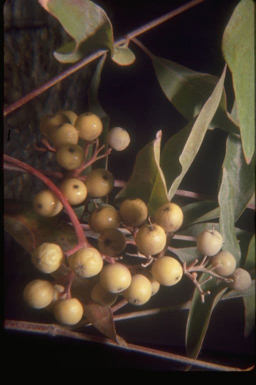 Cornus