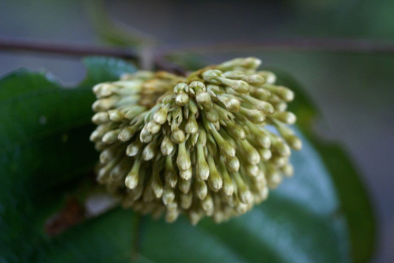 Kadamba 9
