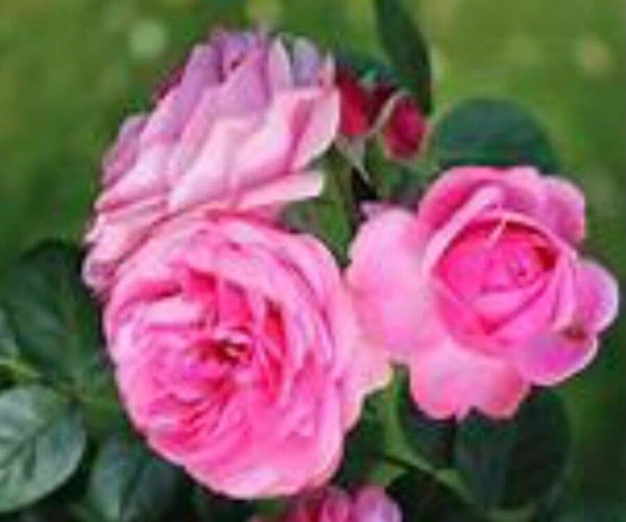 Rosa centifolia 5