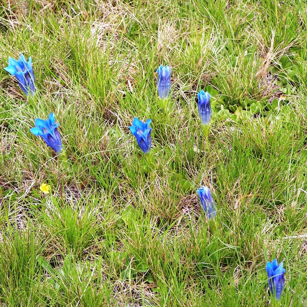 Alpen-Enzian 7