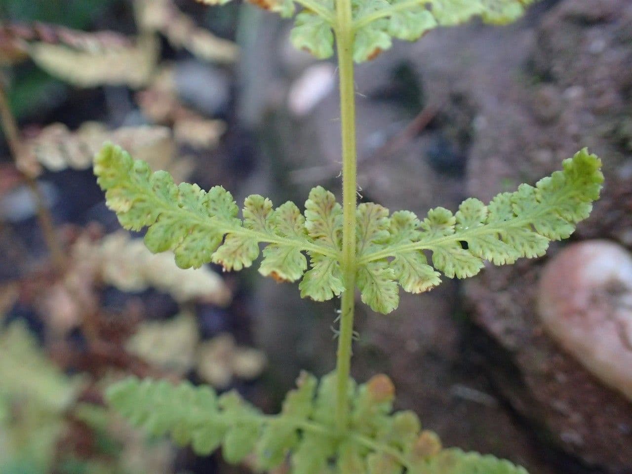 Woodsia obtusa 5