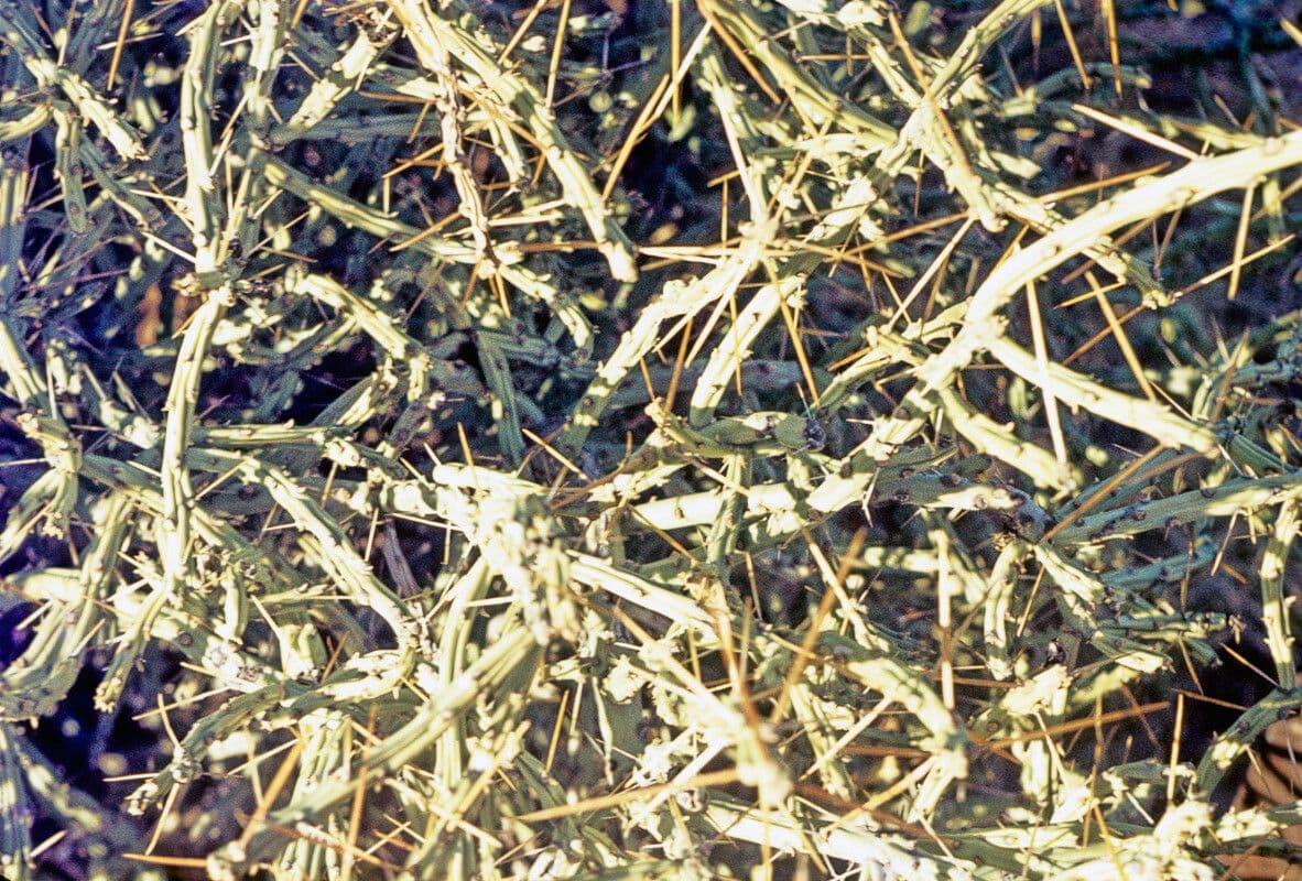 Cylindropuntia ramosissima 10