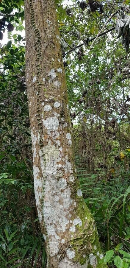 Cecropia 13