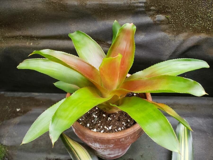 Neoregelia princeps
