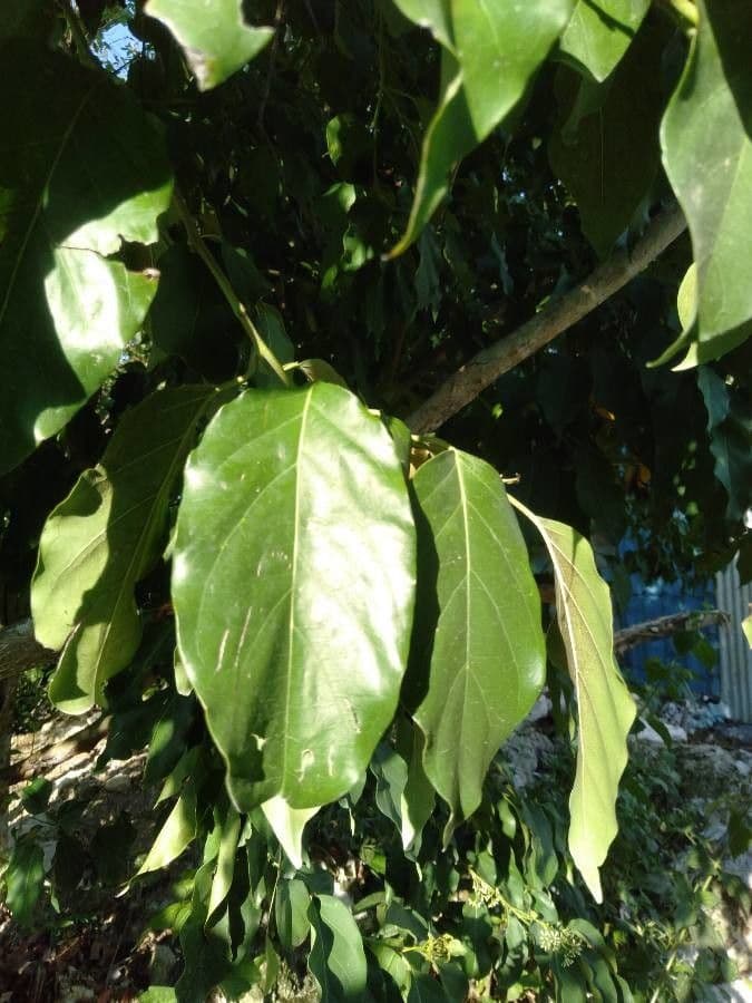 Ehretia 5