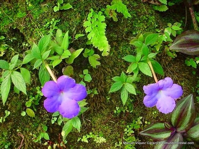 Achimenes 4