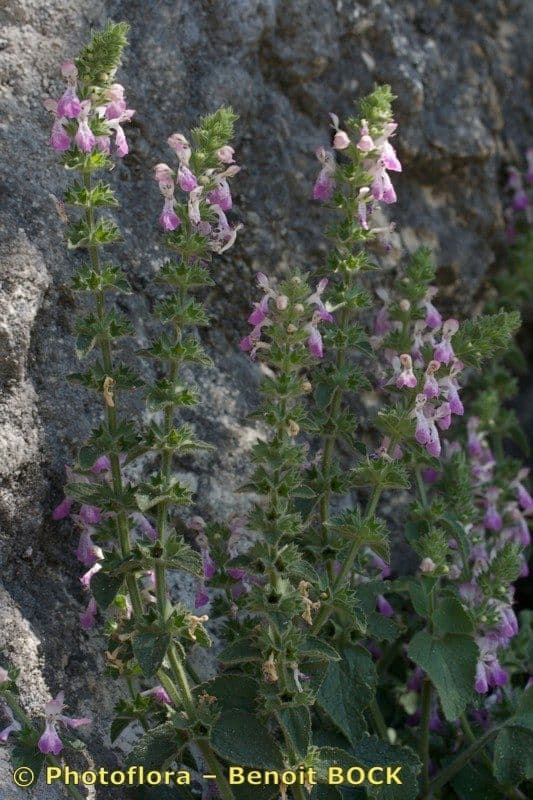 Santoreggia sinuosa 9