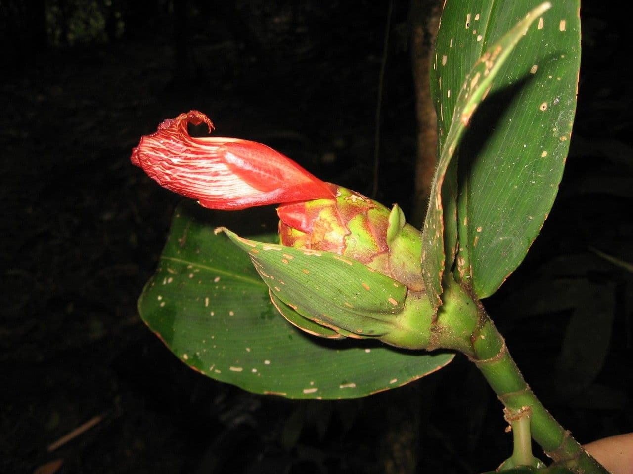Costus liscio 18