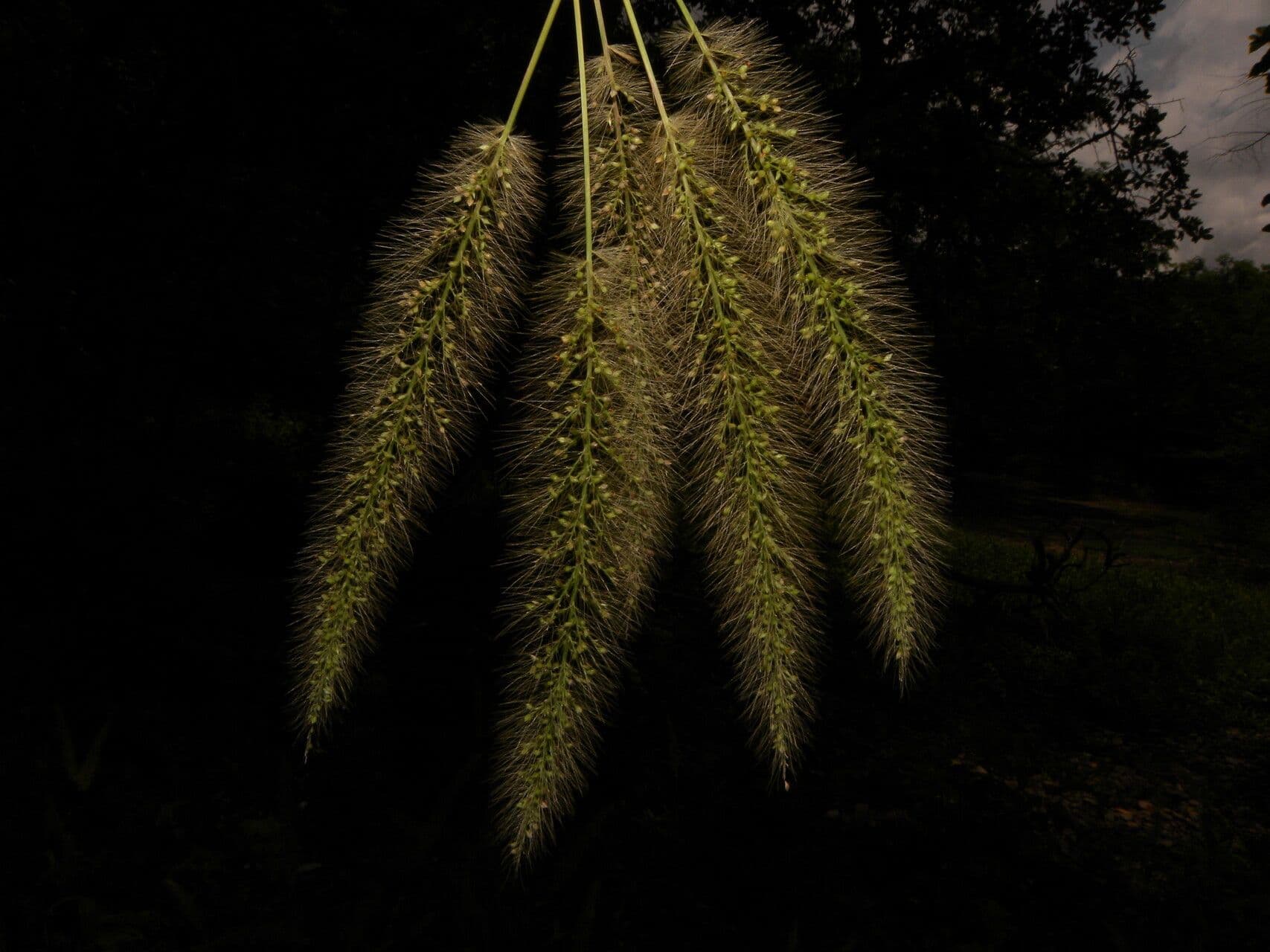 Setaria 3