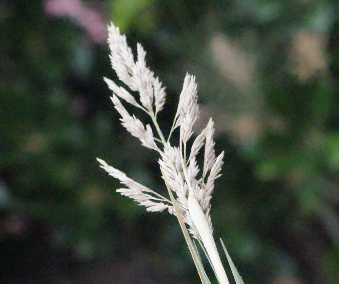 Sporobolus 4