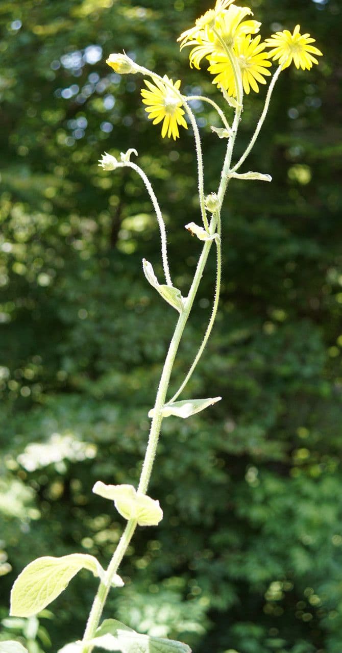 Doronicum austriacum 7
