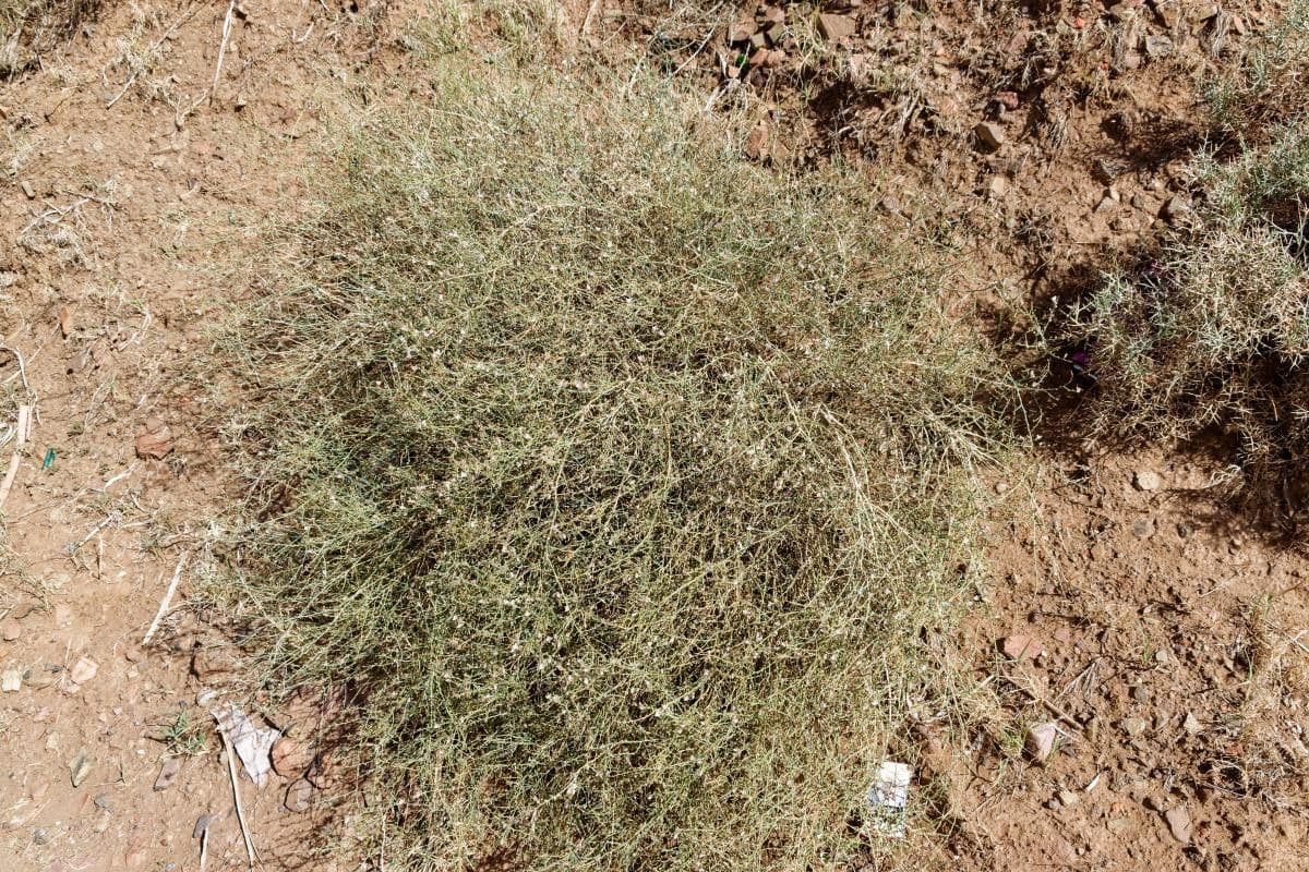 Acanthorrhinum 18