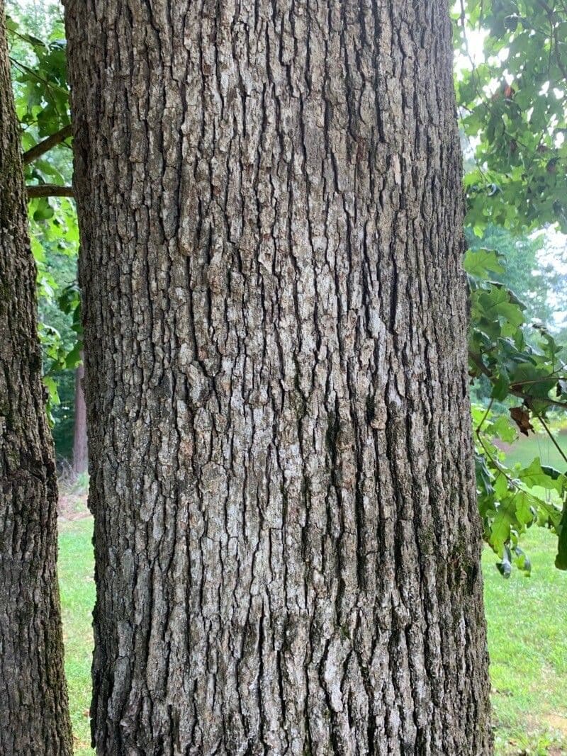 Roble estrellado 11