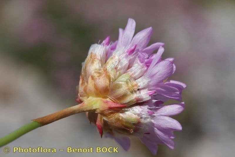 Armeria 5