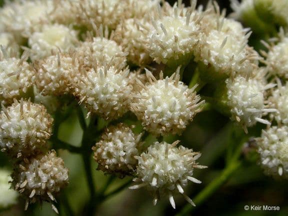 Baccharis 8