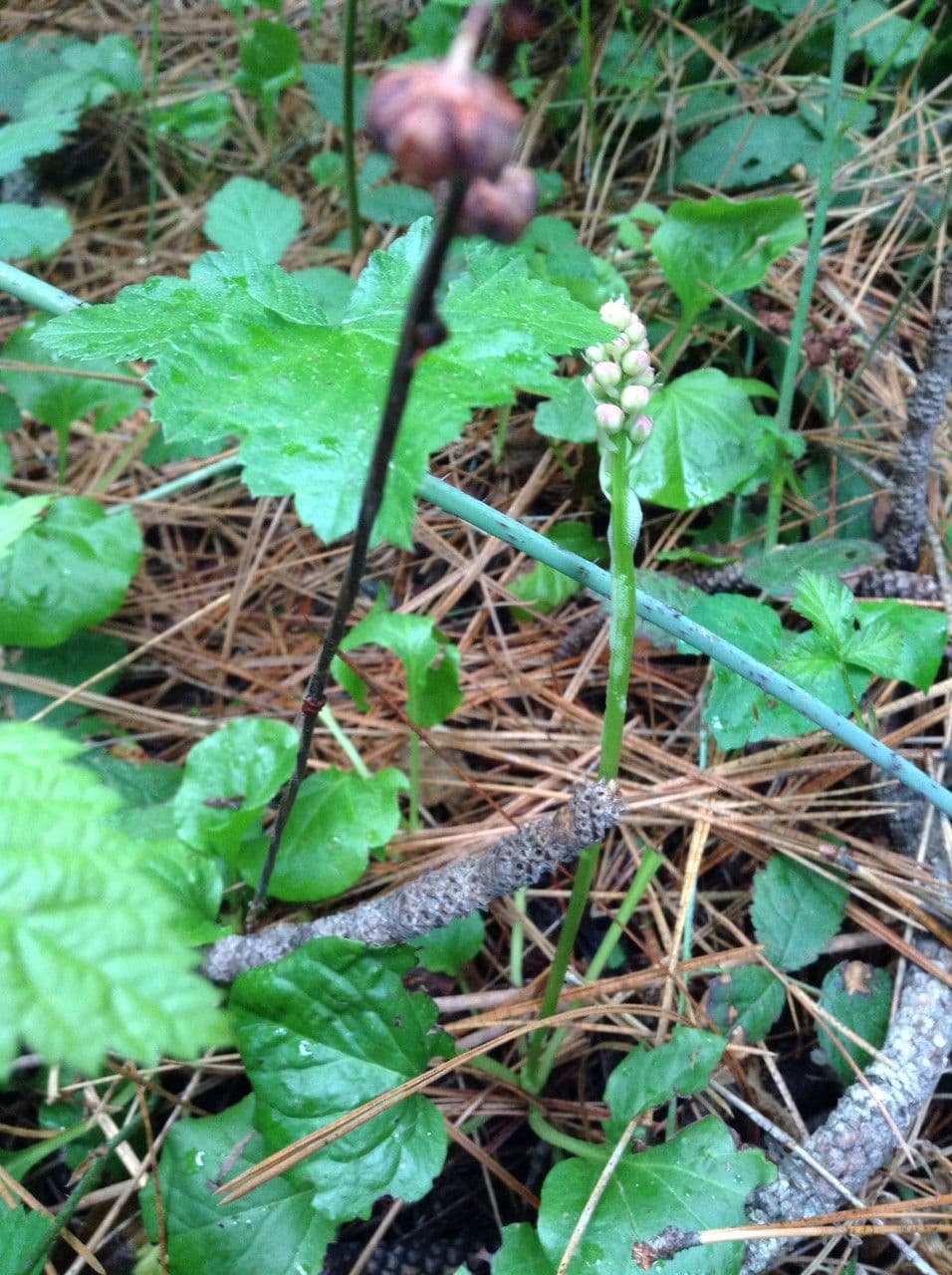 Pirolo asariforme 11
