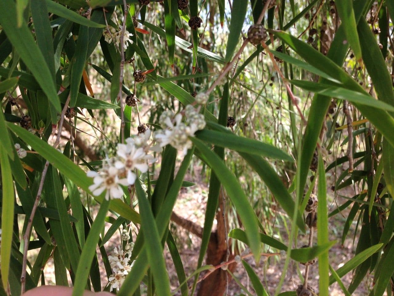 Agonis 6