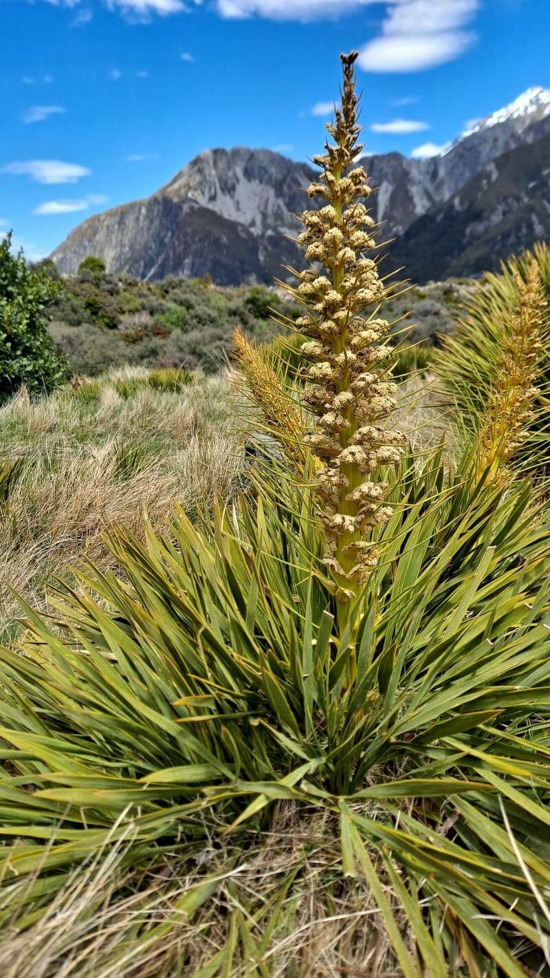 Aciphylla aurea 7