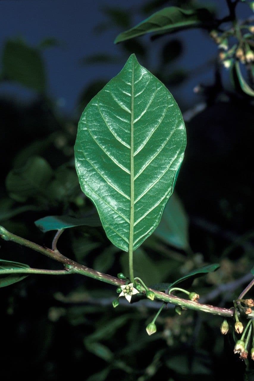 Faulbaum 9