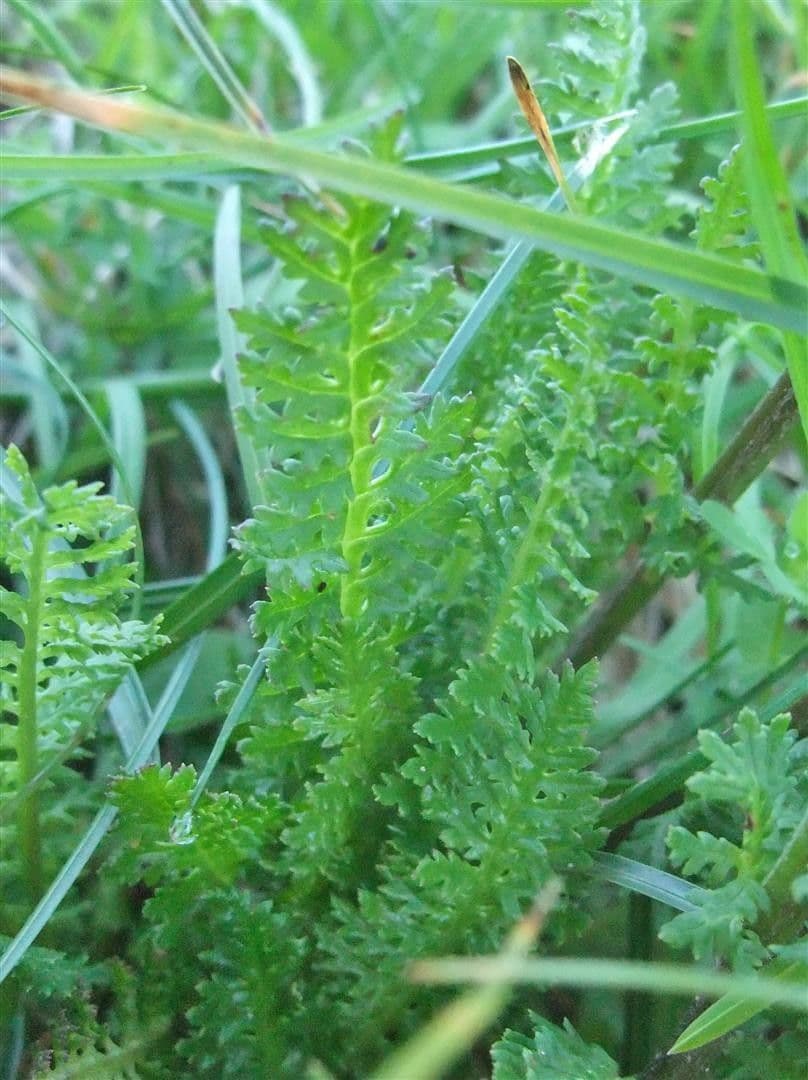 Pedicularis ascendens 14