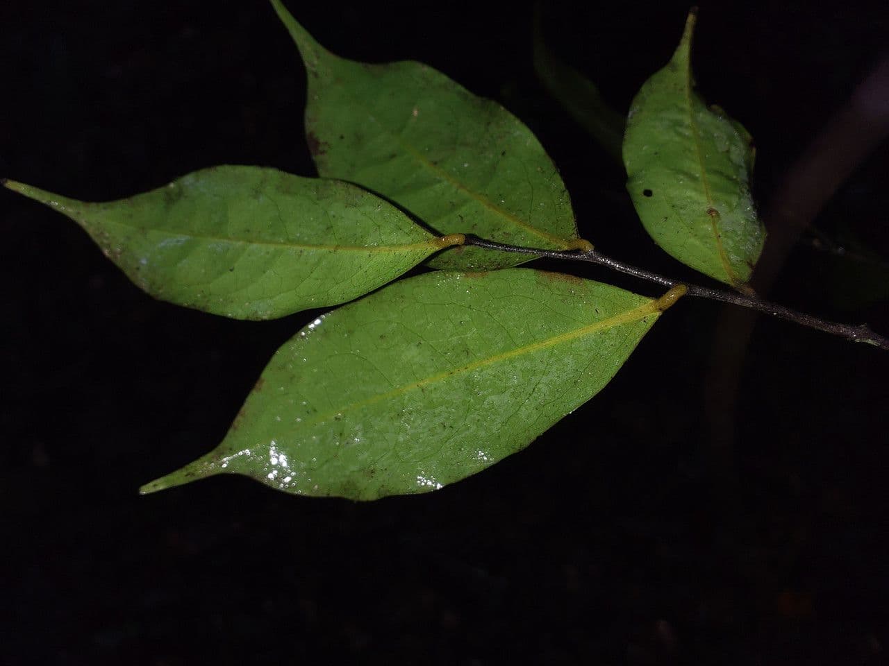 Oxandra 5