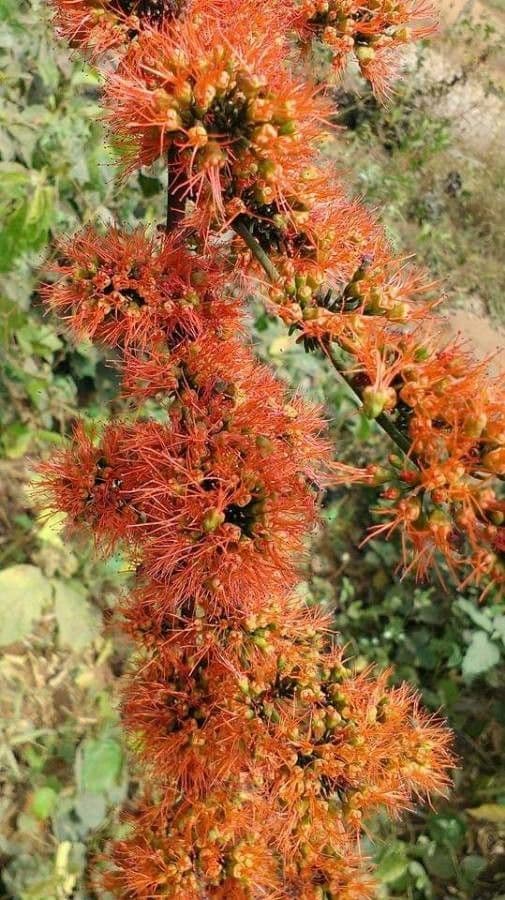 Combretum paniculatum 3