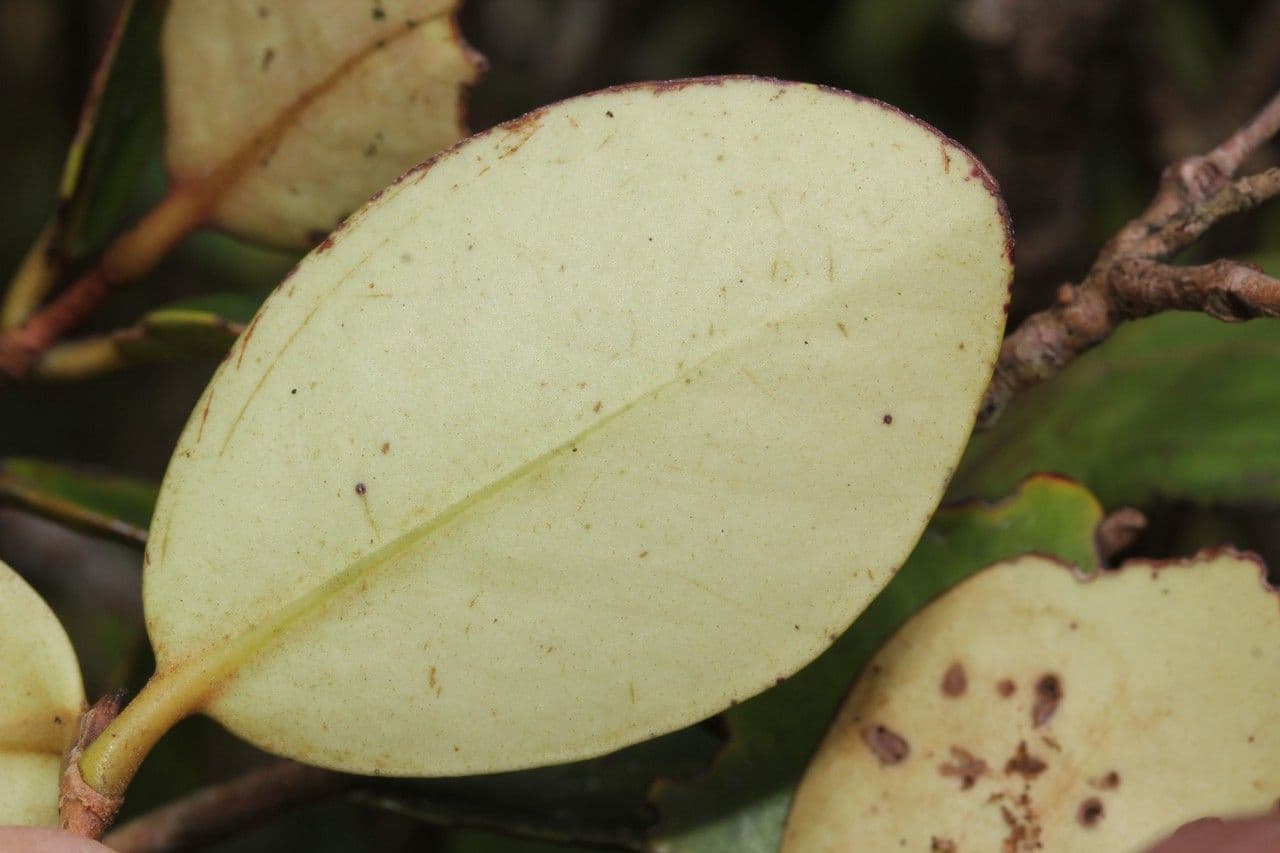 Eugenia 6