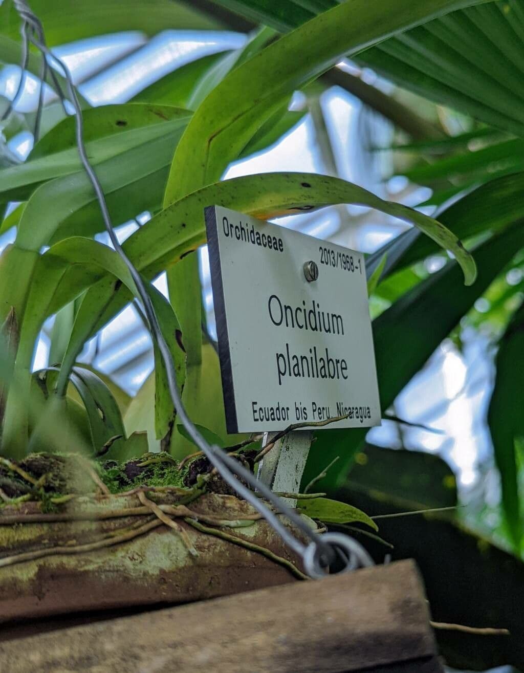 Oncidium 4