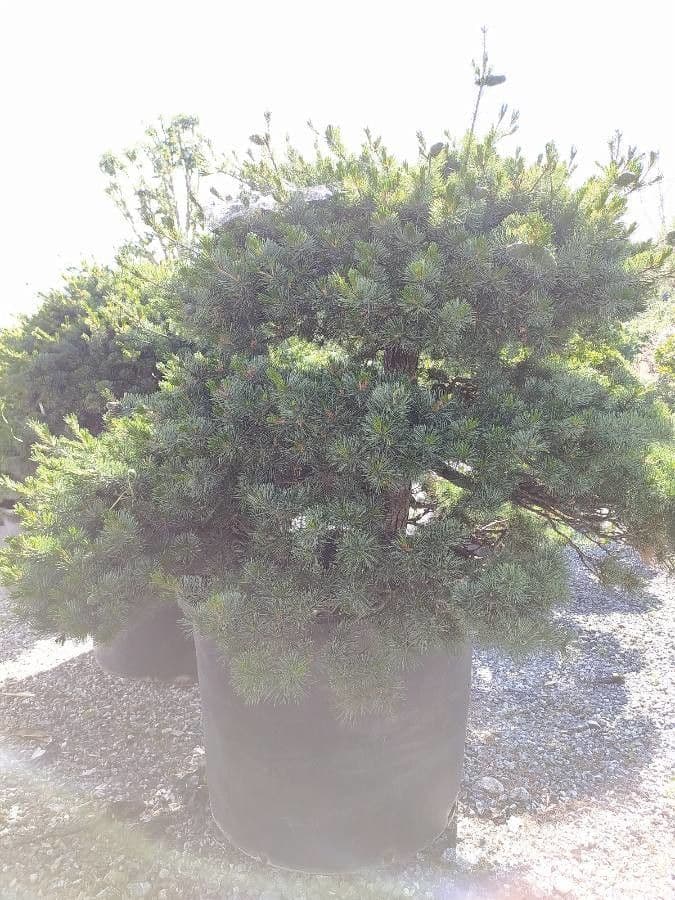 Pino parviflora 26