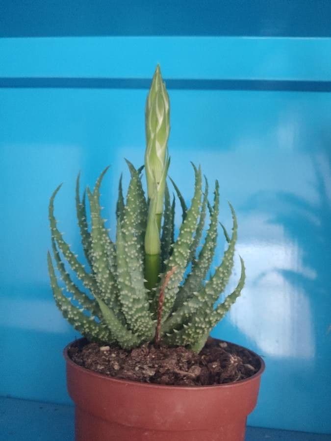 Zwerg-Igelaloe 2