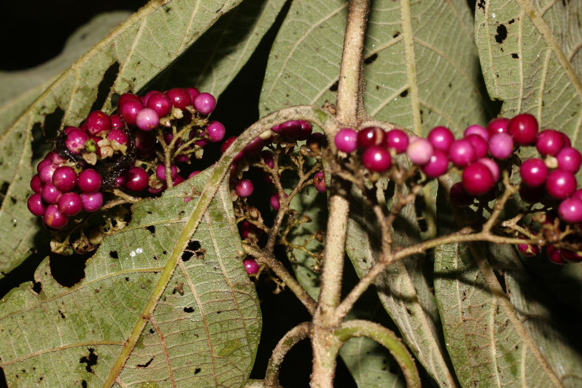 Callicarpa 11