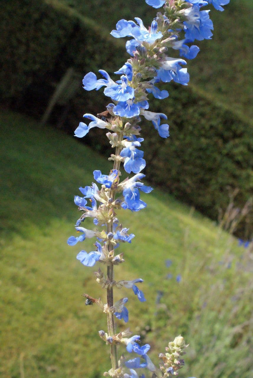 Bog sage 2