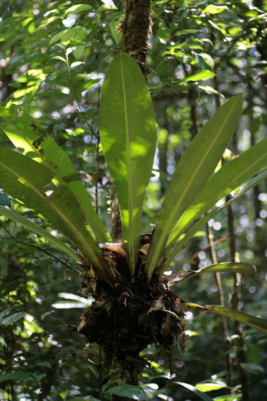 Philodendron 2