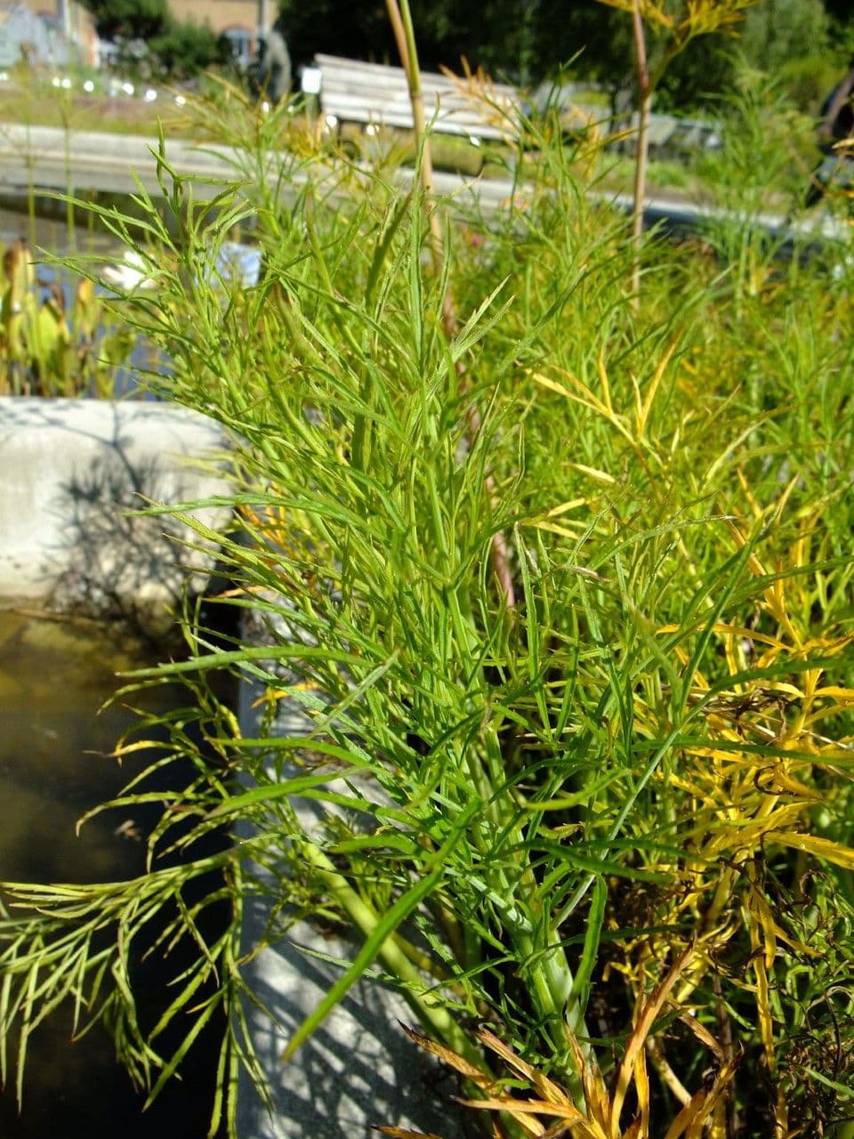 Wasserschierling 12