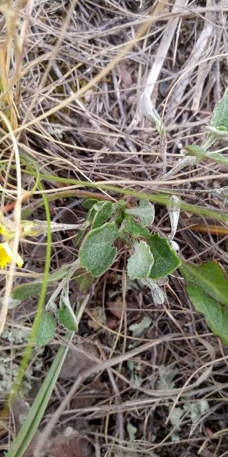 Goodenia pinnatifida 6