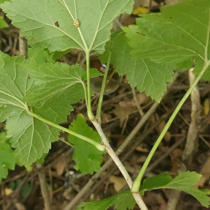 Ribes rosso 7