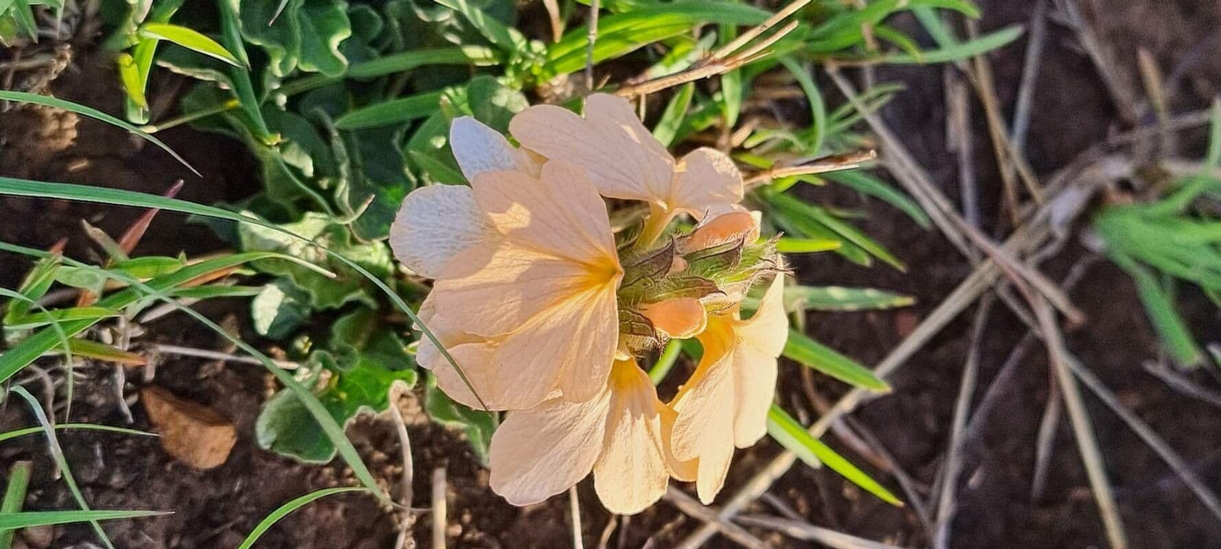 Crossandra 3