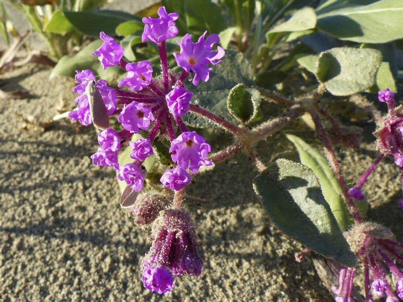 Mojave-Sand-Verbene 8